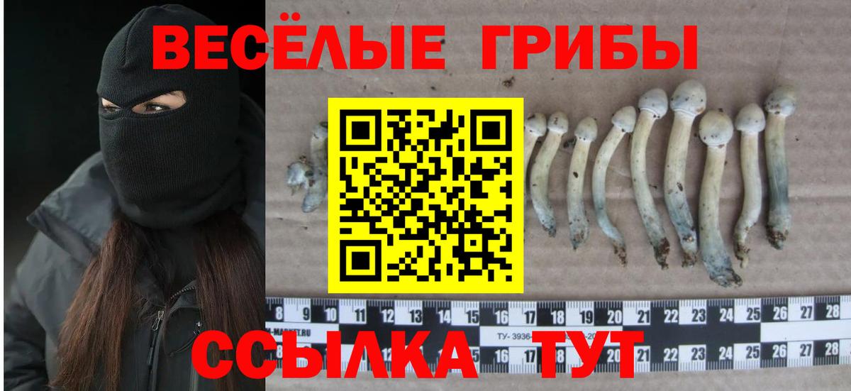 Галлюциногенные грибы Psilocybe Прокопьевск
